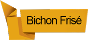 bichon-frize