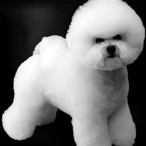 bichon-frise
