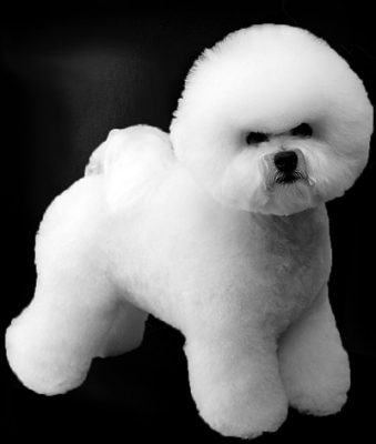 bichon-frise