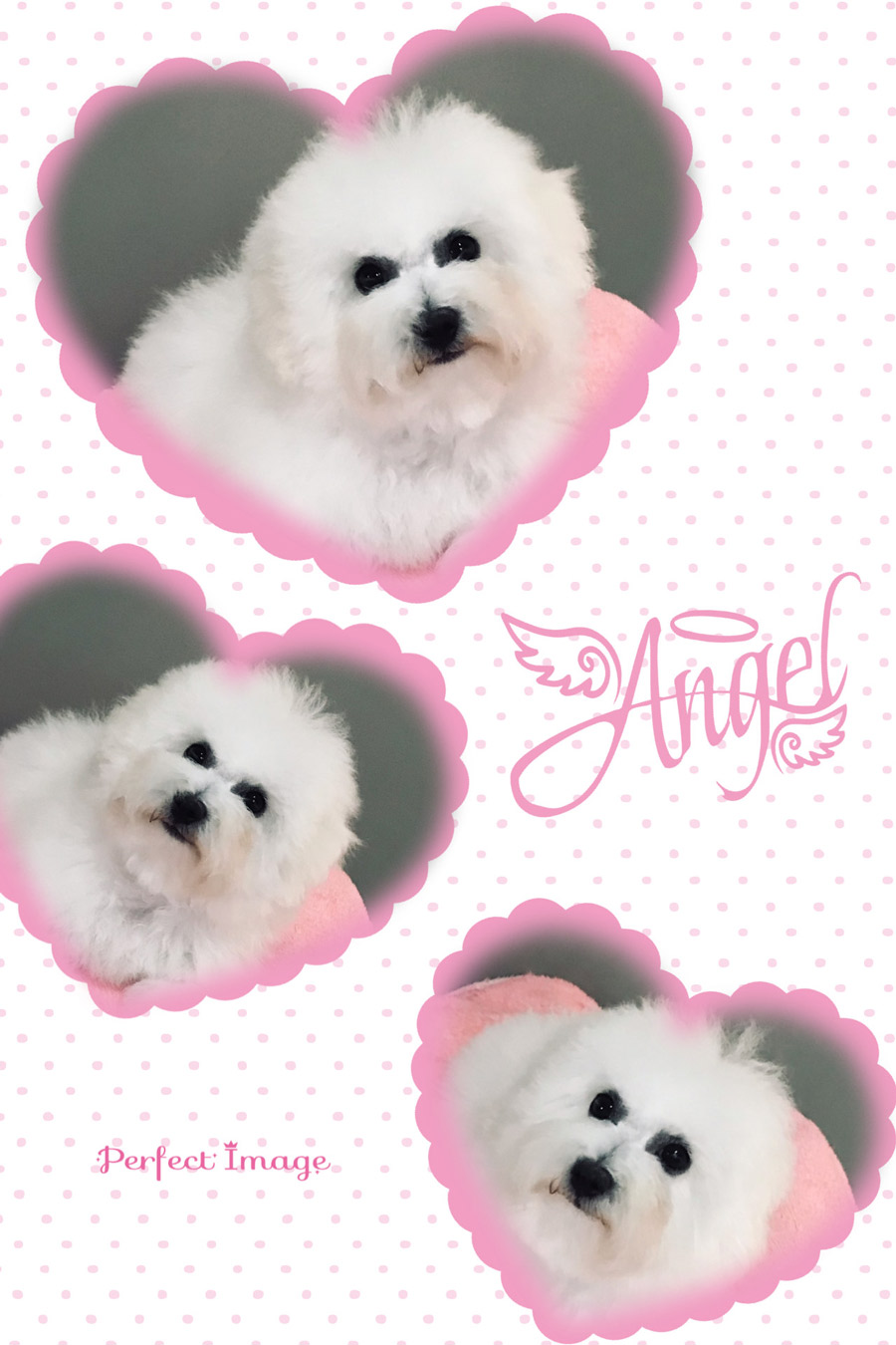 filhote-bichon-frise-femea-levendosk-01