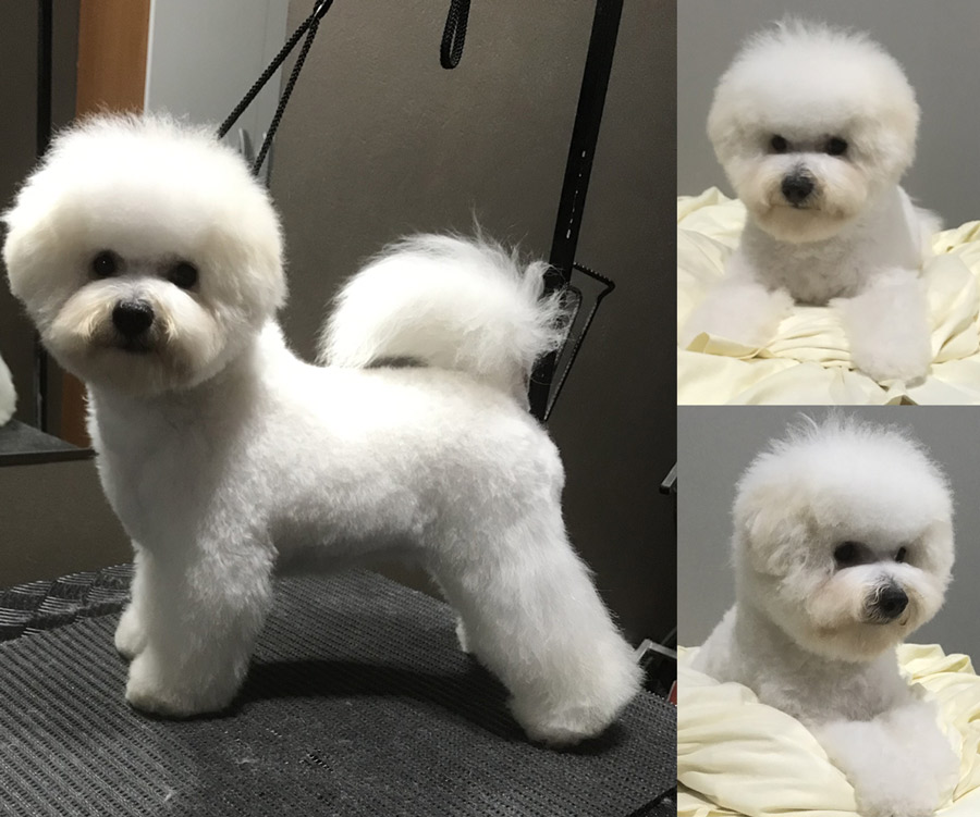 filhote-bichon-frise-macho-levendosk-01