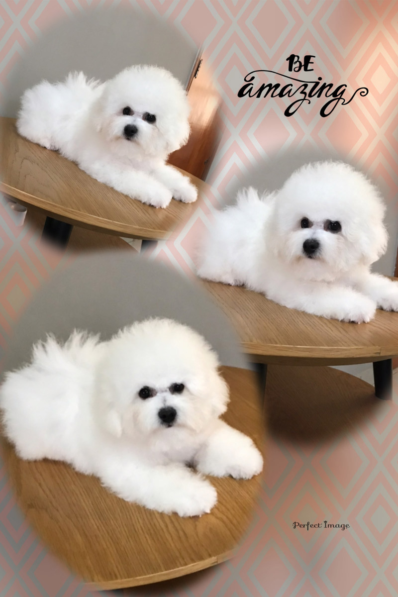 filhote-bichon-frise-macho-levendosk