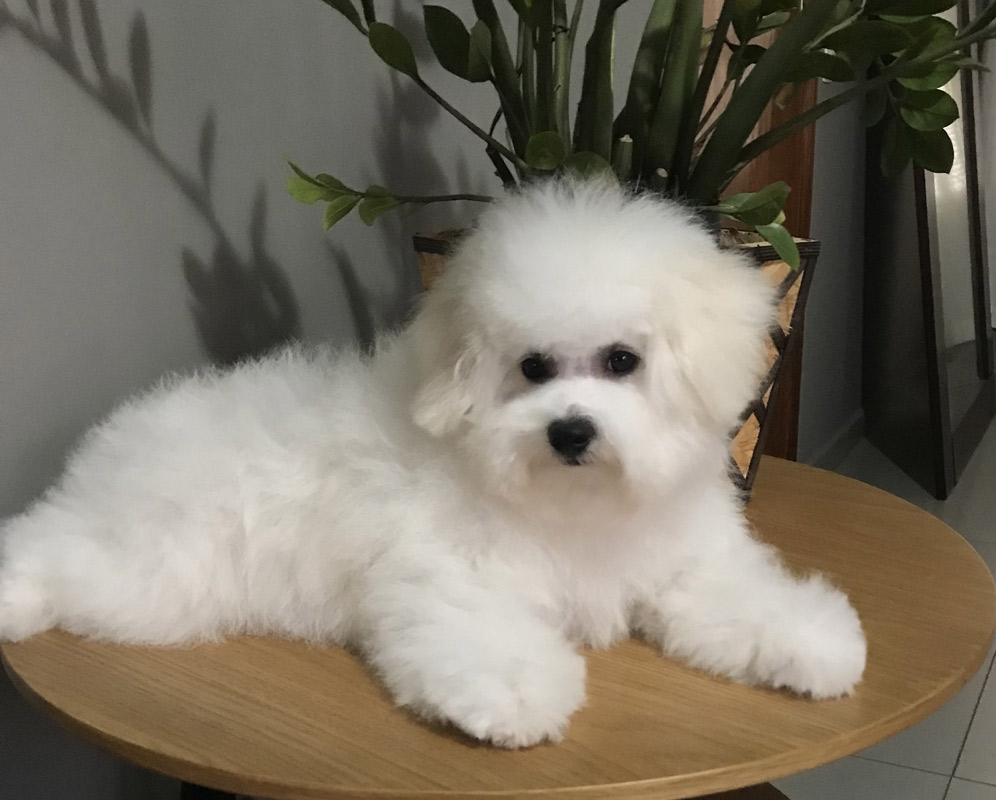 filhote-bichon-frise-macho-levendosk-05