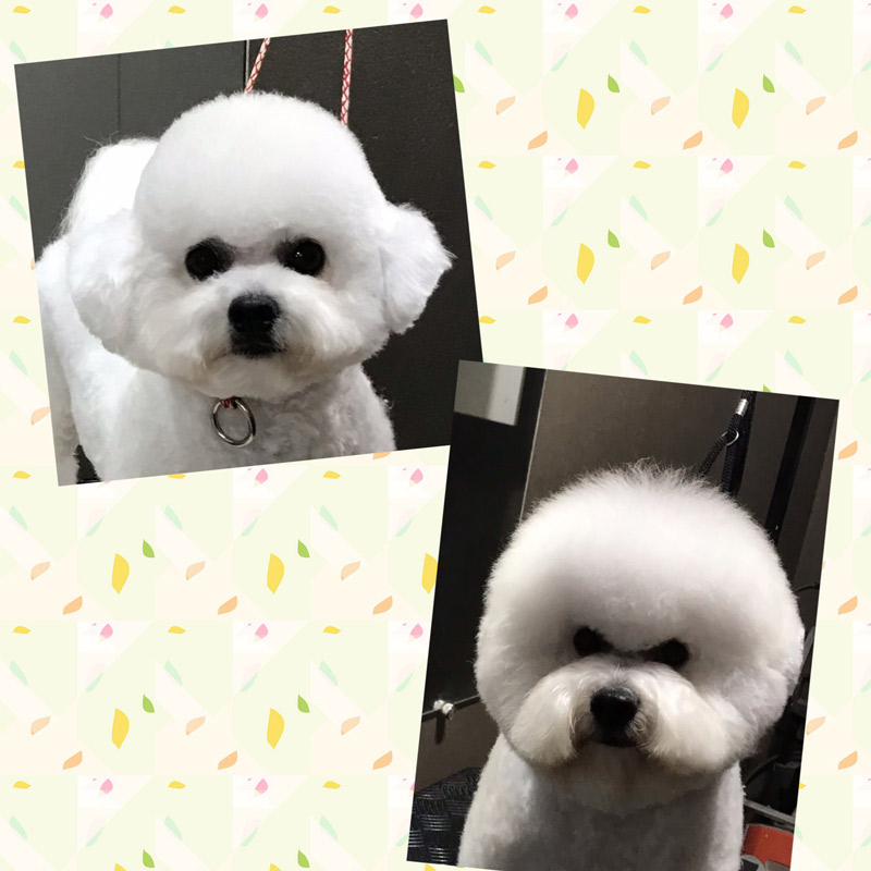 filhote-bichon-frise-macho-levendosk-nala-pingo